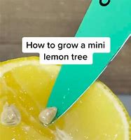 Image result for Mini Lemon Tree Indoor