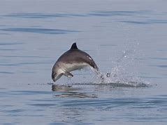 Image result for Dead Harbour Porpoise