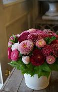 Image result for Aster Cut Flower