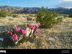 Image result for Desert Beavertail Cactus Flowers