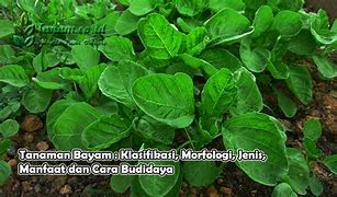 Image result for Foto Tanaman Bayam