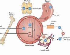 Image result for Bone Cell Picture B