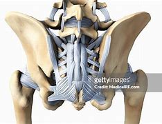 Image result for Interosseous Ligament