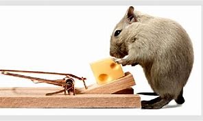 Image result for Rodent Control