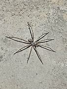 Image result for Mojave Desert Spiders