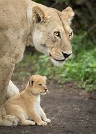 Image result for Lion Protecting Cub Pic