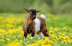 Image result for Brown N White Male Goat