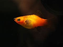 Image result for Freshwater Platy Fish