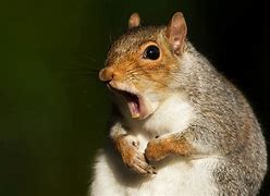 Image result for Squirrel