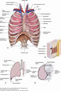 Image result for Visceral Pleural