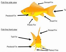 Image result for Fins Fish and Chips