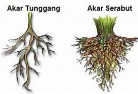 Image result for Akar Pokok Jagung