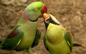 Image result for Parrot Showing Love