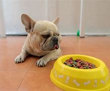 Image result for French Bulldog Feeding Chart