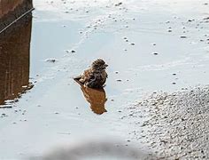 Image result for Male House Sparrow Bird