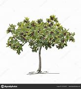 Image result for Higo Fig Tree