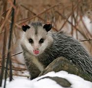 Image result for Black Opossum