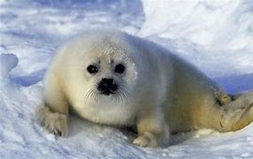 Image result for Ocean Mammals