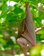 Image result for Fruit Bat Wallpaper