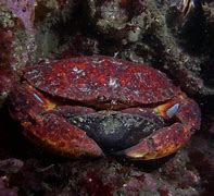 Image result for Crab Oreganata