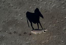 Image result for Zebra Shadow