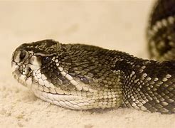 Image result for Venomous Pit Viper