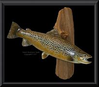 Image result for Trout Mounts