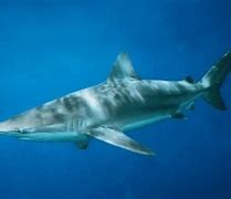 Image result for Dusky Shark Pups