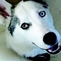 Image result for Husky Wolf Mix