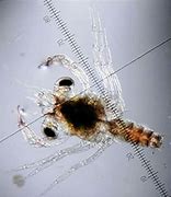 Image result for Megaloper Crab Larva