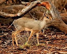 Image result for Dik Dik Skull