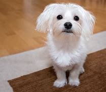 Image result for White Maltese Dog Cute