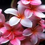 Image result for 10 Most Beautiful Flowers