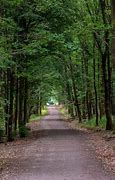 Image result for Forest Walk Path