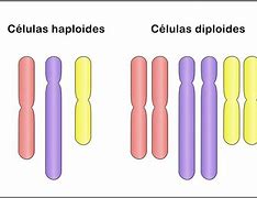 Image result for Haploid Nucleus Diagram