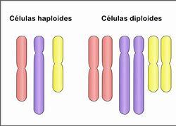 Image result for Haploid Eggs