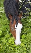 Image result for Braided Horse Mane