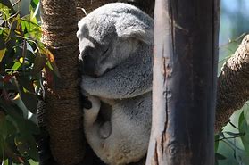 Image result for Koala Bear Sleep