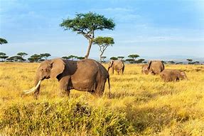 Image result for Kenia