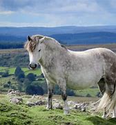 Image result for Ffestiniog Welsh Pony