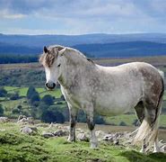 Image result for Splash Welsh Pony