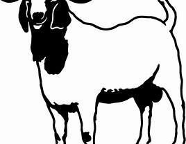 Image result for Boer Goat Cartoon