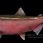 Image result for King Salmon Fish