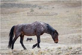 Image result for Rabicano Horse