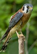 Image result for Kestrel Falconry