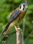 Image result for Kestrel in Tree Top