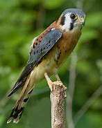 Image result for Two Kestrel Hawks