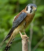 Image result for Kestrel Hawk Female HD