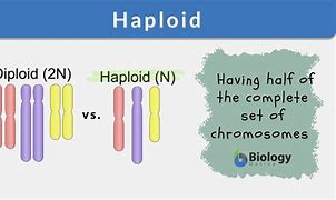 Image result for Haploid Biology