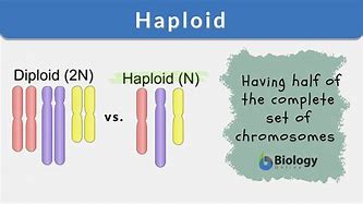 Image result for Haploid Pair